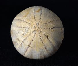 Holectypus depressus (LESKE 1778) - Bild © FossNet FossilienStore